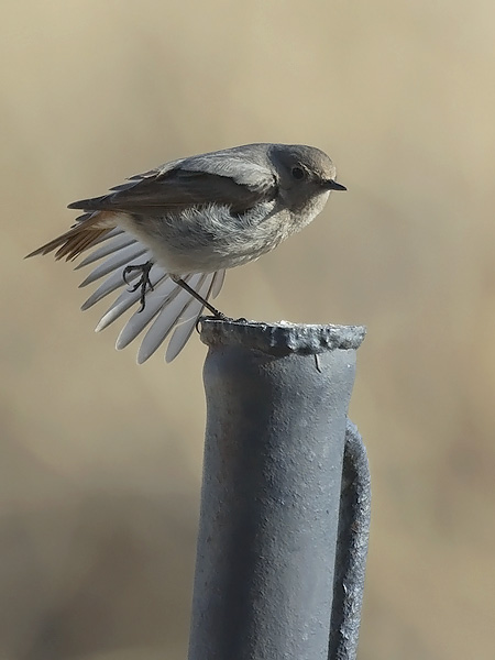 Mustaleppälintu, Black Redstart, Phoenicurus ochruros